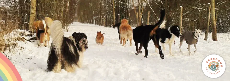 Promenades de chiens