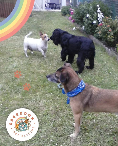 Garde chez le pet-sitter d'animaux de compagnie
